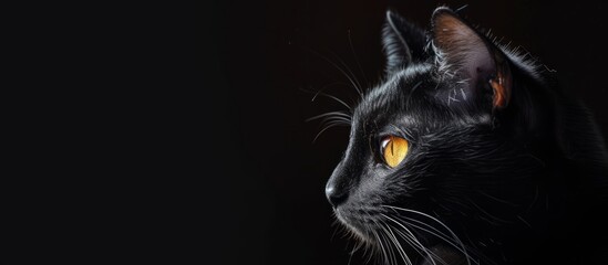 Mysterious Black Cat on a Black Background: A Stunning Image of the Black Cat Against a Mesmerizing Black Background