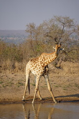 girafe safari afrique