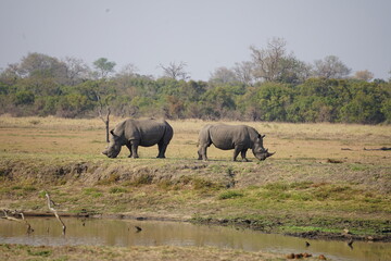 Naklejka na ściany i meble rhinocéros safari afrique