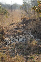 guépard safari afrique