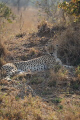 guépard safari afrique