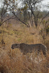 guépard safari afrique