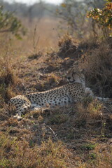 guépard safari afrique