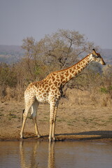 girafe safari afrique