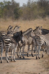 Fototapeta na wymiar zebras afrique zèbres