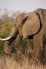 éléphant safari afrique