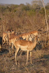 antilope safari afrique