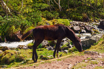 grazing horse nibble grass next to a small river around beautiful nature - 727815389