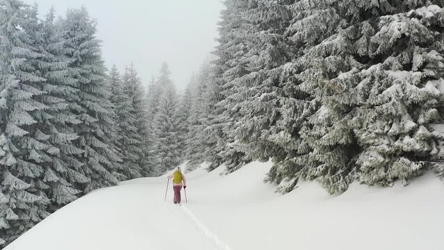 Drone photograph with ski touring skier crossing through pine tree forest during heavy snowfall 