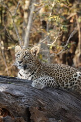 léopard safari afrique