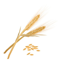 Barley ears bunch with yellow organic ripe grain, leaf on stalks vector illustration