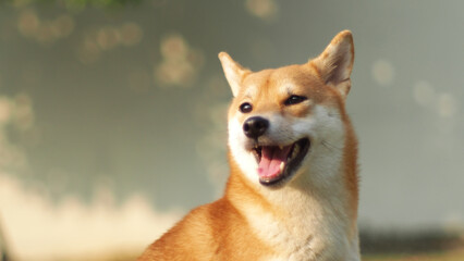 Close-up Portrait of female Shiba inu (dog) in the garden at golden sunset in summer.