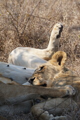 sieste lion safari afrique