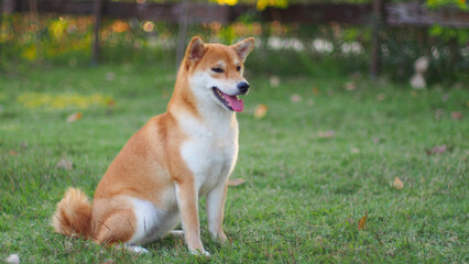 Close-up Portrait of female Shiba inu (dog) in the garden at golden sunset in summer.
