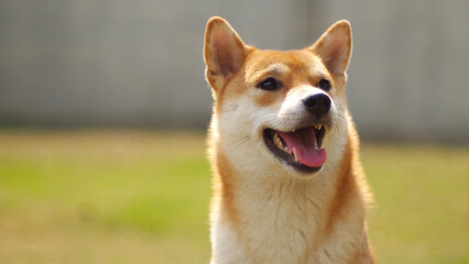 Close-up Portrait of female Shiba inu (dog) in the garden at golden sunset in summer.