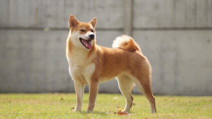 Close-up Portrait of female Shiba inu (dog) in the garden at golden sunset in summer.