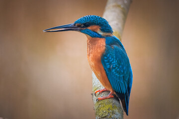 A male common kingfisher sits on the branch without leaves perpendicular to the camera lens. Close-up portrait of a male common kingfisher with a brown background. 