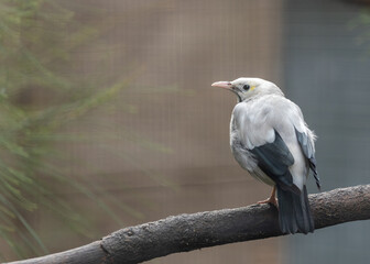 Wattled Starling (Creatophora cinerea) in East Africa