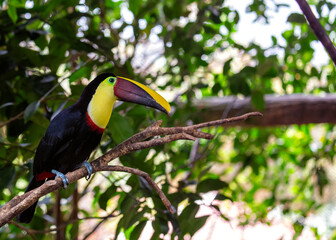 Fototapeta premium Yellow-throated Toucan (Ramphastos ambiguus) in Central and South America