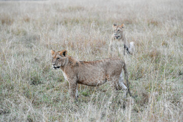 Lion female in the Masai Mara