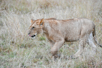 Lion female in the Masai Mara