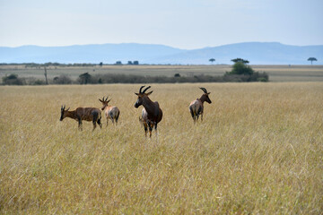 Topi Antelope in the savannah of Africa