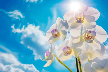 Foto op Canvas Orchids Blossoming Against the Backdrop of the Tropical Sky, Expressing the Expansiveness and Freedom of the Tropics. © cwa