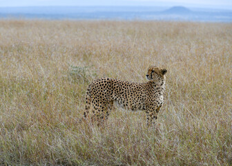 Naklejka premium cheetah in the vast wilderness of Africa