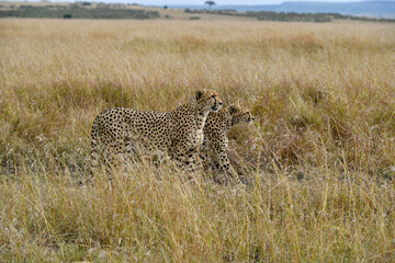 cheetah  in the vast wilderness of Africa