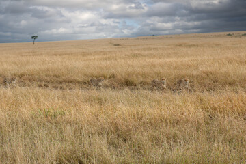 Fototapeta premium cheetah in the vast wilderness of Africa