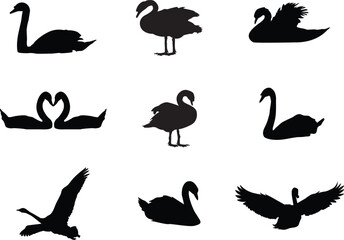 A vector collection of swans for artwork compositions - obrazy, fototapety, plakaty