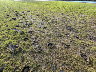Horse foot prints in soil ground