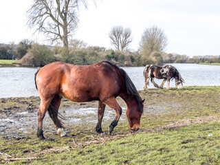 Horses and Piebald ponies grazing at sunset in Port Meadow, Oxford