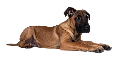 Handsome Boerboel / Malinois crossbreed dog, laying down side ways. Head up, looking ahead with...