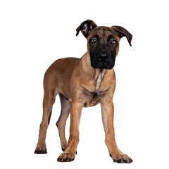 Handsome Boerboel / Malinois crossbreed dog, standing side ways. Head up, looking ahead with mesmerizing light eyes. Isolated cutout on transparent background.