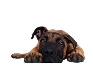 Obraz premium Handsome Boerboel / Malinois crossbreed dog, laying down facing front. Head down, looking ahead with mesmerizing light eyes. Isolated cutout on transparent background.
