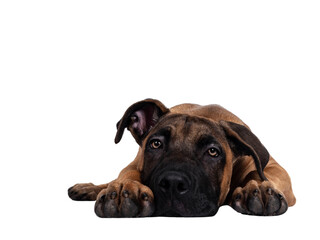 Obraz premium Handsome Boerboel / Malinois crossbreed dog, laying down facing front. Head down, looking ahead with mesmerizing light eyes. Isolated cutout on transparent background.