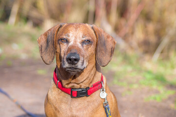 Brown puppy dachshund with red collar walking in the park and enjoying the autumn fall weather