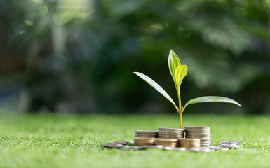 Green business growth and sustainable energy concepts. Finance sustainable development. Investing...