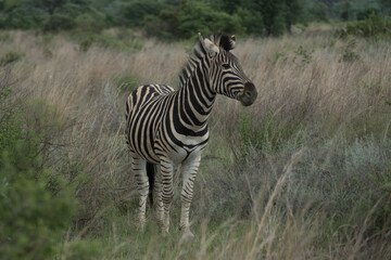 zebra in the savannah