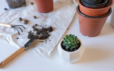 Repotting echeveria succulent plant at home. Houseplant hobby