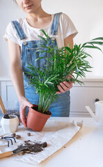 Woman is repotting chamedorea palm plant at home. Houseplant hobby