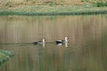 Two Spot Billed Indian ducks are seen swimming in the lake waters