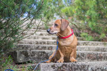 Brown puppy dachshund with red collar walking in the park and enjoying the autumn fall weather
