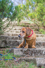 Brown puppy dachshund with red collar walking in the park and enjoying the autumn fall weather