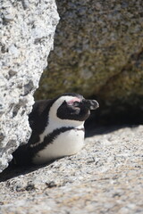 pingouin manchot plage océan