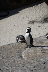 pingouin manchot plage océan