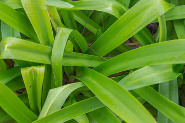 Obraz premium Background with green leaves of agapanthus in a garden