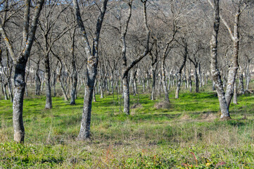 green meadow with trees in winter