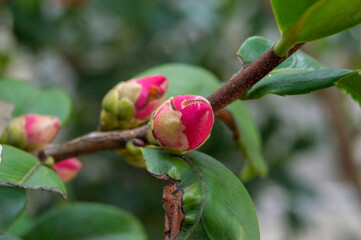 fuchsia flower buds on a branch seen up close in a garden